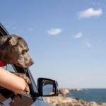 Before going on a trip with your pet, what are some helpful tips you should go over?