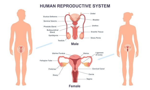 understanding-the-core-functions-of-the-reproductive-system-89149745