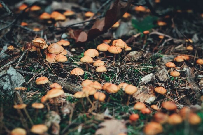 Harnessing the Power of Mushrooms: Nature’s Immune Boosters